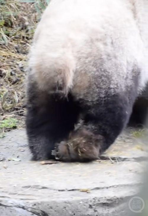 爆料博主熊猫视频大全集,揭秘网红博主幕后故事