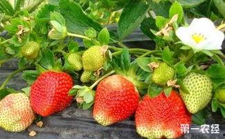 爆料种植草莓视频播放网站,热门视频带你走进草莓种植世界 第1张 爆料种植草莓视频播放网站,热门视频带你走进草莓种植世界 第1张